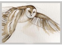 Barn Owl - Original was sold recently. Prints are also available